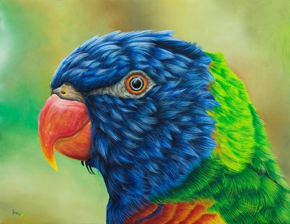 Lorichetto arcobaleno